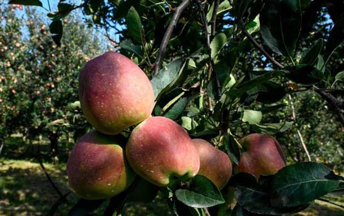 Loan Scheme for Establishment of Apple Orchards (High Density & Traditional) in Kashmir Region is also Available Under Area Development Scheme of Nabard.