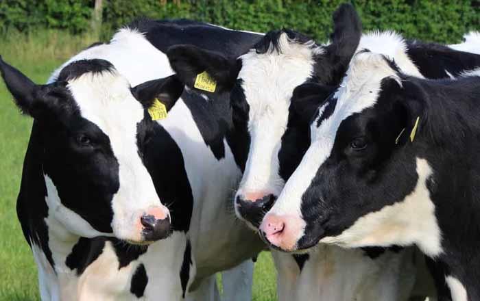 Dairy Loan